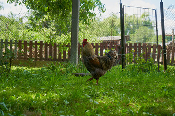 a rooster walks on the grass, a gray rooster walks in the garden on the grass in the summer