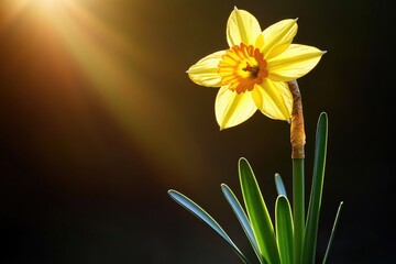 A single bright yellow daffodil in a clear glass vase, ideal for decorative purposes or as a symbol of new beginnings