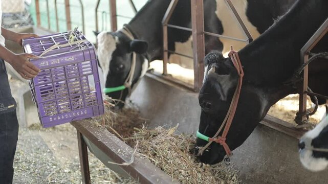 herd of cows eating hay in cowshed on dairy farm