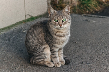 Beautiful tabby cat with striking green eyes sitting calmly on asphalt, exuding an air of confidence and independence in its natural environment
