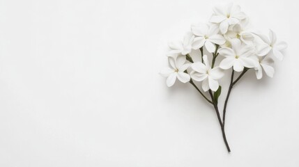 Fototapeta premium Elegant white flowers arranged on a minimalistic background, evoking tranquility and beauty