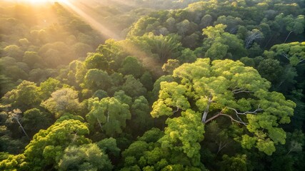 Sunlight filters through the lush canopy of a vibrant tropical rainforest, creating a serene and magical atmosphere