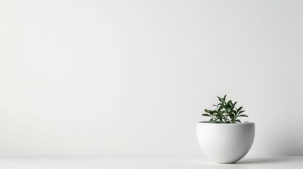 Minimalist indoor scene featuring a small green plant in a white pot on a clean surface