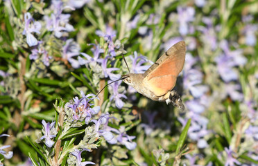 Close-up of a hummingbird hawk moth in flight feeding on nectar from rosemary flowers