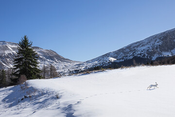 Fototapeta premium Vallée de montagne en hiver avec lièvre blanc traversant la plaine enneigée en laissant la trace de ses pattes.