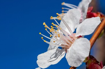 Close-up view of a delicate white apricot blossom against a vibrant blue sky