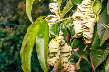 Peach tree leaves exhibiting leaf curl, a common disease caused by fungi or bacteria