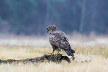 Buzzard on a log against the background of the forest