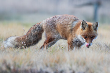 A fox licking itself in the meadow