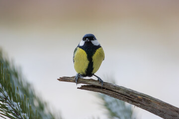 A great tit on a stick looking into the camera