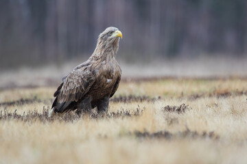 A white-tailed eagle on a sunny meadow against the background of the forest