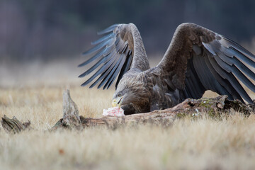 A white-tailed eagle with widely spread wings devouring its prey