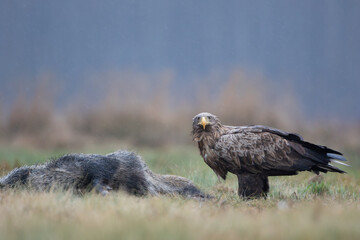 A wet white-tailed eagle in a meadow next to a carcass