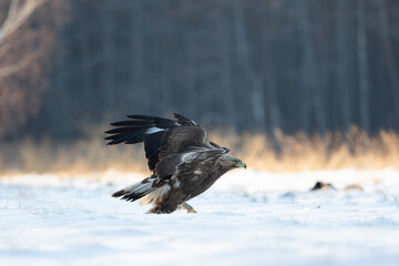 An eagle taking flight on a winter meadow