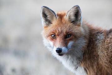 The head of a fox looking at the camera