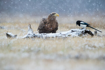 A white-tailed eagle looking at a magpie in a winter scenery