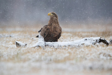 A white-tailed eagle sitting behind a log in a winter scenery