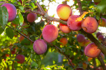 Ripe plums hang heavy on a branch, their reddish-pink skins glowing in the sunlight