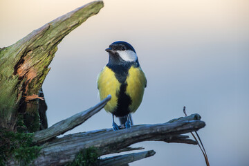 A tit on a branch basks in the sun