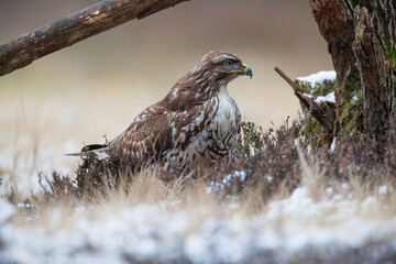 Buzzard near an old tree stump