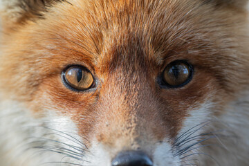 Close-up of a fox's face from the front