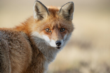 Portrait of a fox looking back