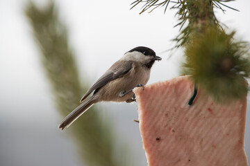Blackhead on a piece of bacon