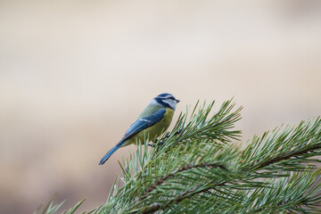 Blue Tit on pine twigs on a light background