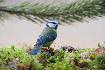 A blue tit sitting on the moss