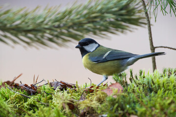 A great tit sitting on the moss