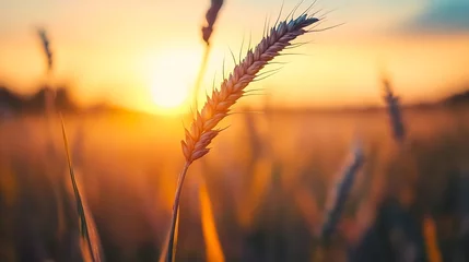 Peel and stick wall murals Golden wheat stalks silhouetted against a breathtaking sunset casting warm hues over the fields : Generative AI