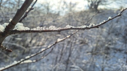 Delicate Ice Crystals on a Branch