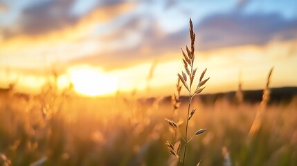 Fototapeta premium Golden sunset illuminating a field of tall grass showcasing the beauty of nature and tranquility : Generative AI