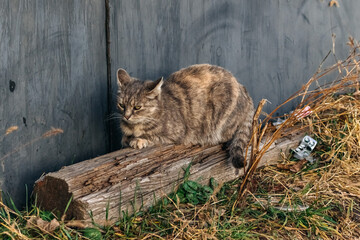 Stray cat is sitting on a weathered log near a worn wall, in a neglected area with dry grass and...