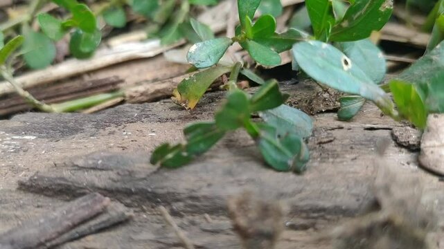 a colony of red ants is looking for food