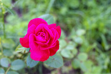 
a beautiful bright red rose flower photographed from a close distance.