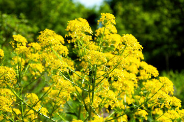 A bunch of yellow flowers with green leaves.