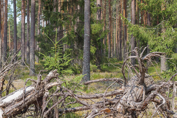 
a forest with many trees, but in the foreground two large fallen trees, partially decayed.