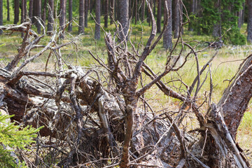
a forest with many trees, but in the foreground two large fallen trees, partially decayed.