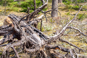 
a large fallen tree partially decayed and covered with moss.