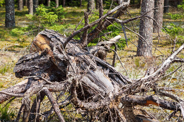 
a large fallen tree partially decayed and covered with moss.