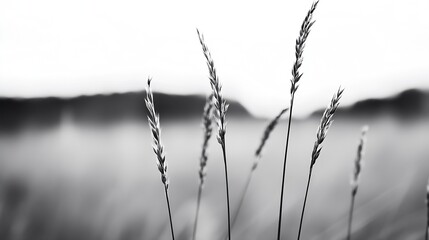Elegant tall grass in monochrome capturing the essence of nature's minimalism : Generative AI