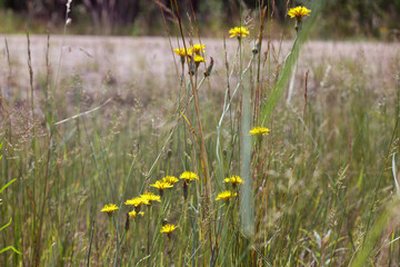 
a beautiful bouquet of flowers with lots of yellow flowers.