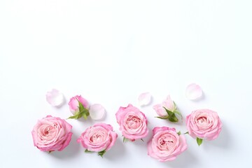 Beautiful composition with pink roses on white background 