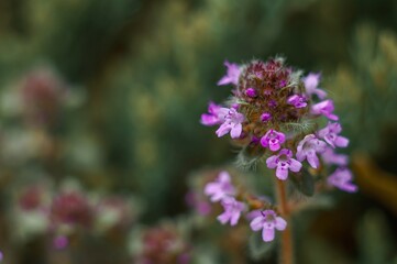 A colorful thyme plant with defocused flowers in the background and soft focus on the blooms.