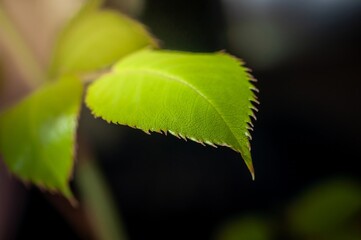 Vibrant green leaf with serrated edges, exhibiting intricate details of its veined structure.