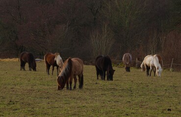herd of horses in field