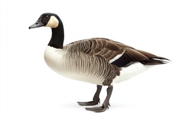 A single goose standing on a white background