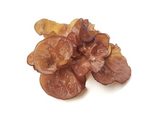 Jelly ear fungus or Auricularia auricula-judae isolated on white background 