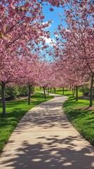 Pathway Surrounded by Blooming Cherry Blossom Trees in Springtime